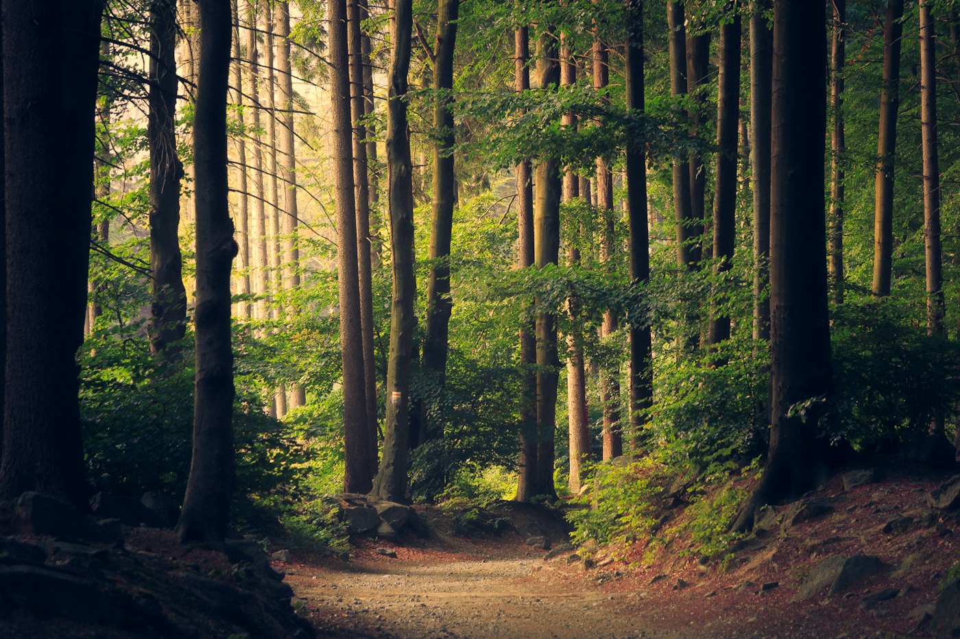 Sunlit forest — natural height growth